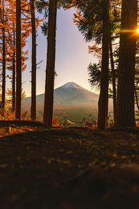 Sunlight streaming through trees on landscape