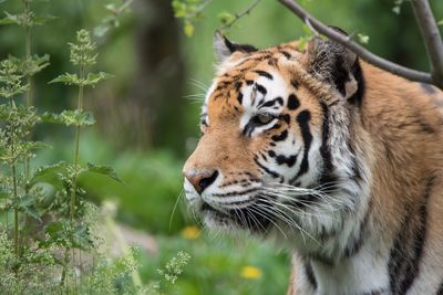 Close-up of tiger looking away at field
