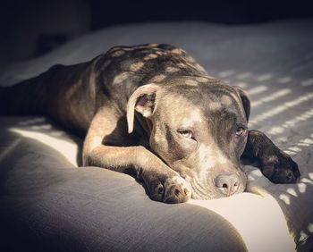 Close-up of a dog resting on sofa