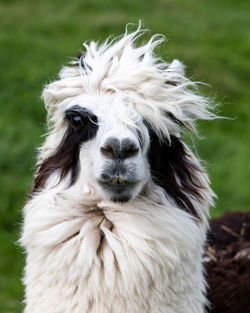 Close-up of a alpaca on field