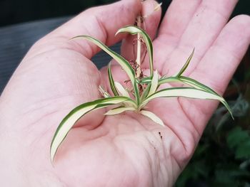 Close-up of hand holding plant