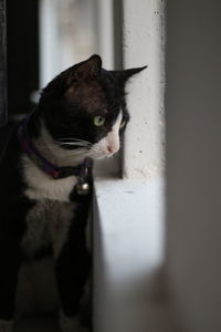 Close-up of a cat looking away