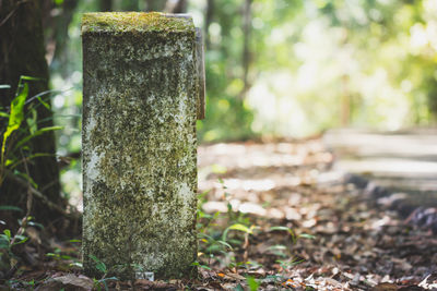 Close-up of stones on tree trunk