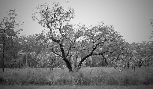 Close-up of birds on tree against sky