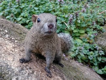 Close-up of squirrel on wall