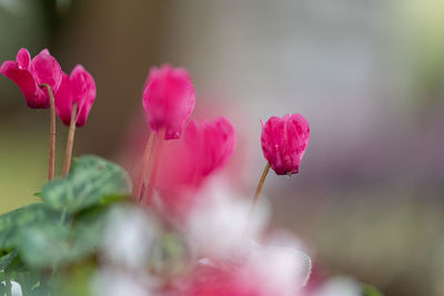 Close-up of pink flowering plant