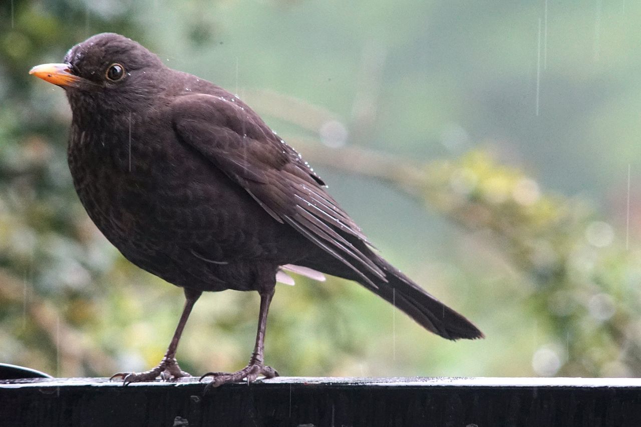 bird, focus on foreground, one animal, animals in the wild, animal themes, animal wildlife, day, blackbird, perching, no people, outdoors, raven - bird, close-up, nature