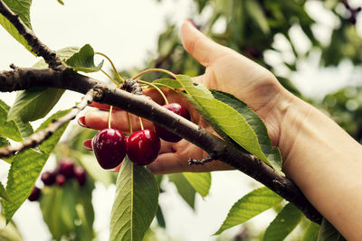 Female hand with red manicure holding bunch of ripe cherries on a branch selective focus