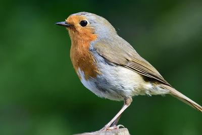 Side view of a robin perched on a wooden post 