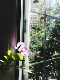 Close-up of pink flower blooming against window