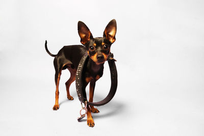 Portrait of a dog