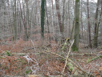 Trees growing in forest