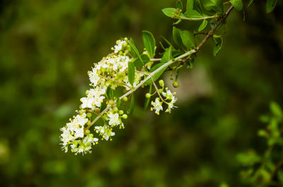 Rosemary tree or mehandi tree branch with white flowers and green leaves.	