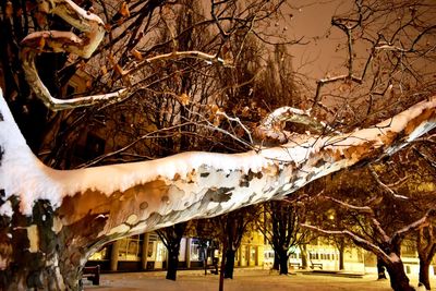 Bare trees in snow during winter