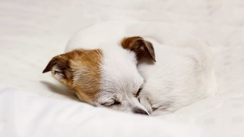 Close-up portrait of dog