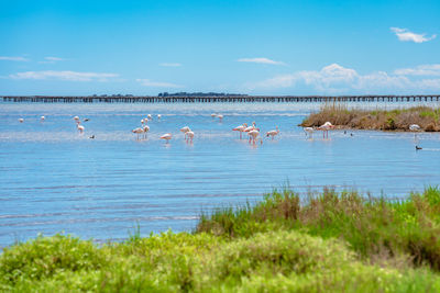 Scenic view of flamingos in the parc natural del delta del ebro