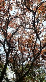 Low angle view of tree in forest