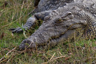 Close-up of crocodile on field