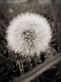 Close-up of dandelion