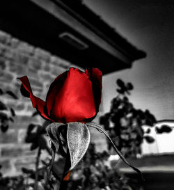 Close-up of red rose