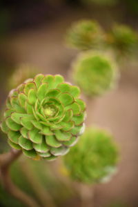 Close-up of fern