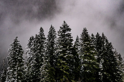 Low angle view of pine trees against sky