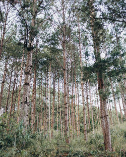 Low angle view of trees in forest