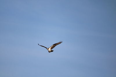 Low angle view of eagle flying against clear sky