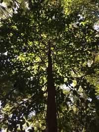 Low angle view of trees in the forest