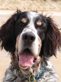 Close-up portrait of a dog