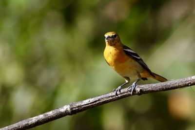 Close-up of bird perching on branch