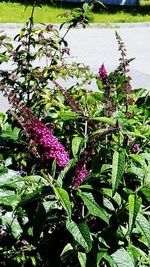 Close-up of purple flowers blooming outdoors