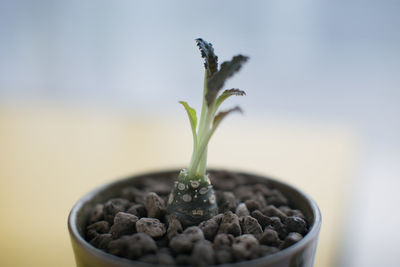 Close-up of small plant in pot