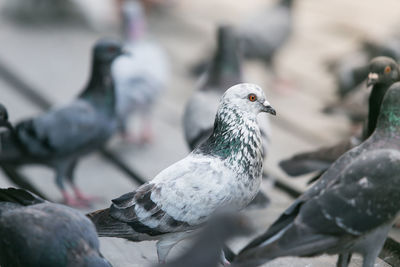 Close-up of bird perching outdoors