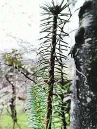 Close-up of plant growing on tree trunk