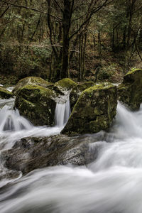 Scenic view of waterfall in forest