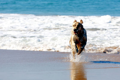 Dog running on beach