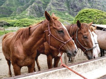 Horses in hawaii
