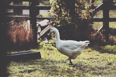 Bird on riverbank