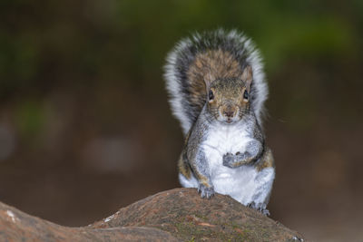 Close-up of squirrel