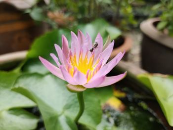 Close-up of pink water lily