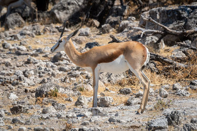 Springbok stands in profile on rocky ground