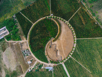 Aerial view of trees growing on patterned field