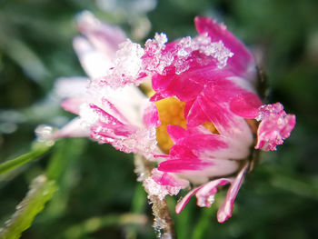 Close-up of pink rose flower