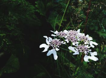 Close-up of white flowering plant