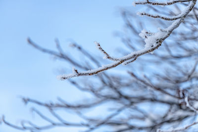 Close-up of snow on plant against sky