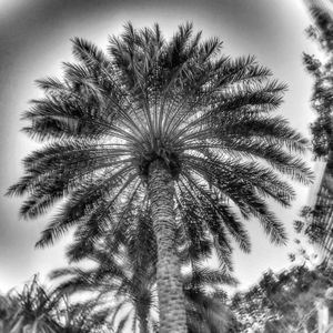 Low angle view of palm trees against sky