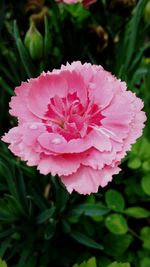 Close-up of pink flowers