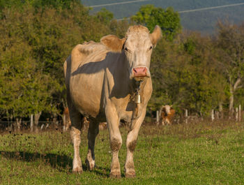 Brown cow in alpine pasture.