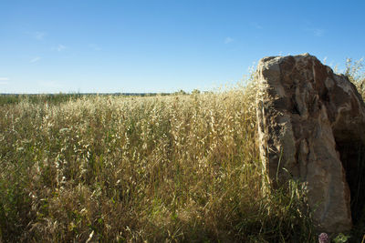 Scenic view of field against clear sky